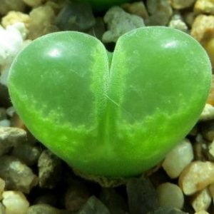 1798 optalmophyllum SB 1066