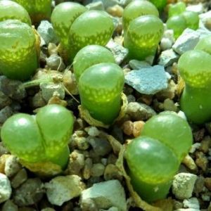 conophytum limpidum