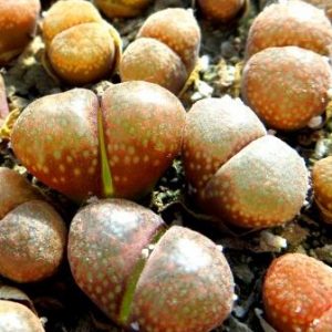 optalmophyllum verrucosum