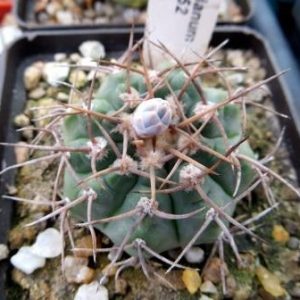 gymnocalycium moserianum TOM 09-452