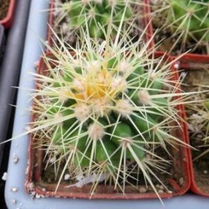 echinocactus grusonii распродажа!!!!