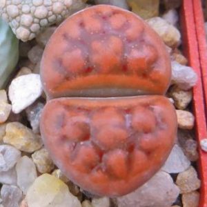 lithops karasmontana red