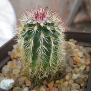 echinocereus russanthus