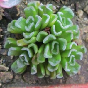 crassula celia