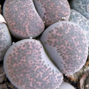 1731.74 MG lithops terricolor