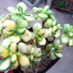 aeonium mini variegata