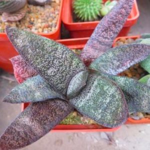 gasteria batesiana