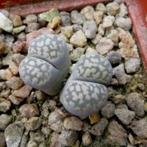 lithops  salicola reticulata