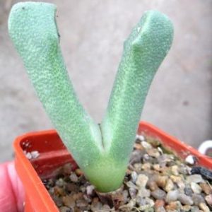 odontophorus primulinus Arribes Poort
