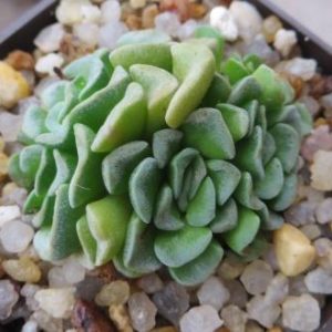 crassula celia