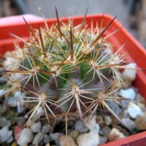 neoporteria coimasensis KK 1554