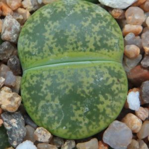 lithops lesliei albinica