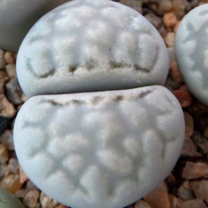 lithops yulii  C 297