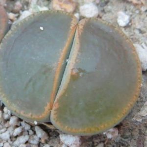 lithops lesliei