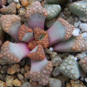 titanopsis hugo-schlechteri