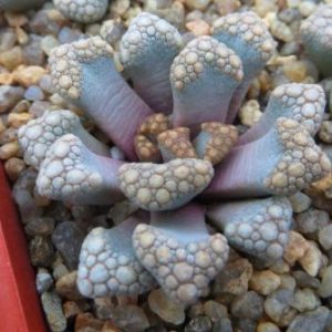 titanopsis hugo-schlechteri