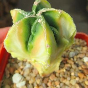 astrophytum fukuryu variegata