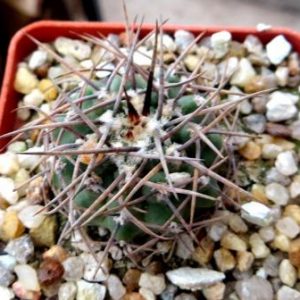gymnocalycium moserianum