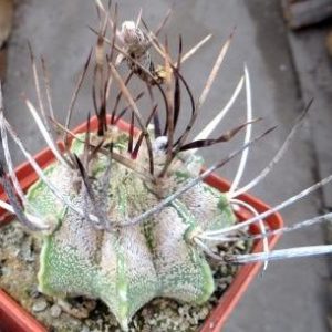astrophytum niveum cuatro cienegas