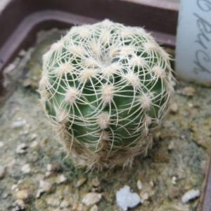 gymnocalycium bruchii