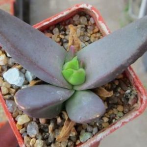 glothyphyllum sp