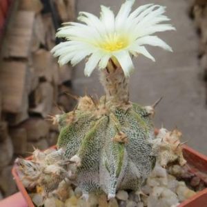 astrophytum ornatum fukuryu monstrose