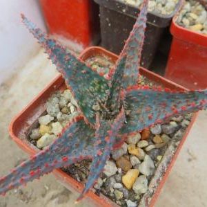 aloe christmas carol