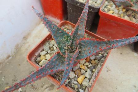 aloe christmas carol