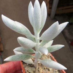 senecio haworthii