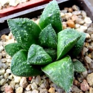 haworthia hybrid