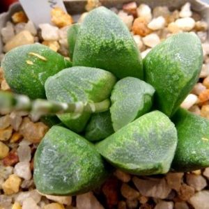 haworthia maughanii hybrid