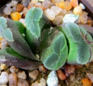 haworthia truncata hybrid