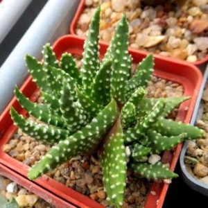 haworthia pumila monster