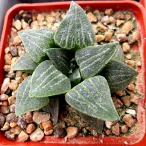 haworthia silviae