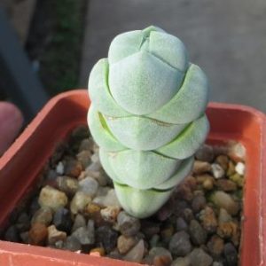 crassula plegmatoides