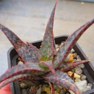 aloe hybrid