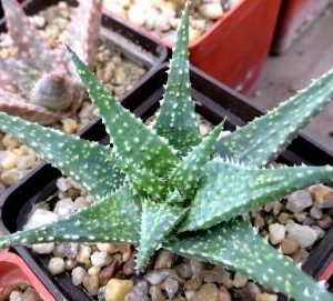 aloe hybrid