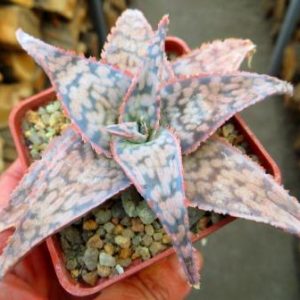 aloe hybrid