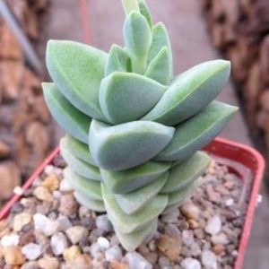 crassula moonglow