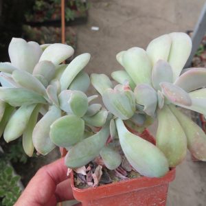 echeveria spec cristata