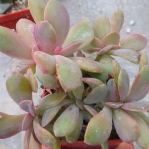 echeveria spec cristata
