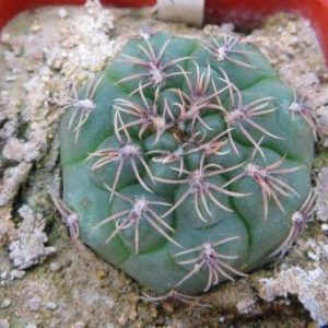7095 gymnocalycium species MM848