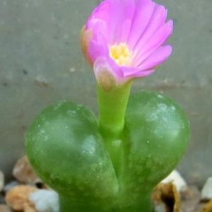 conophytum limpidum Aggreneys
