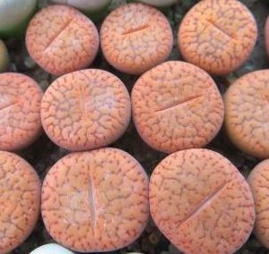 lithops aucampiae koelmanii C 16