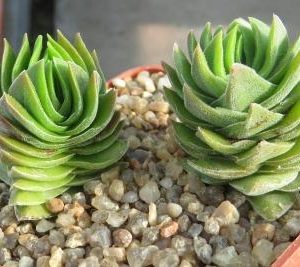 crassula buddha's temple