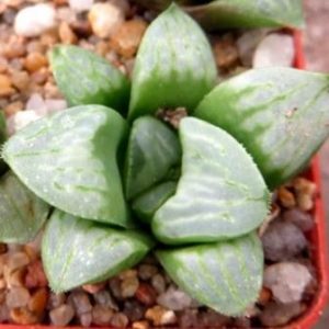 haworthia byakuya mutica
