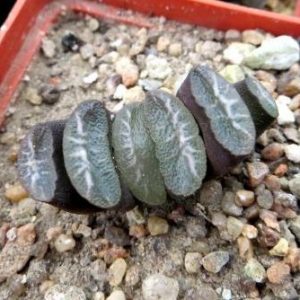 haworthia truncata Japan