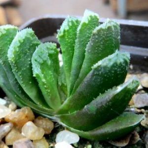haworthia truncata  hybrid