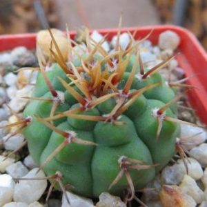 gymnocalycium ochoterenae v. varispinum
