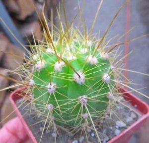 1074.72 trichocereus candicans VG 216